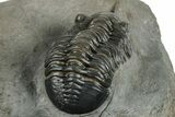 Pair Of Morocconites Trilobites - Ofaten, Morocco #260370-9